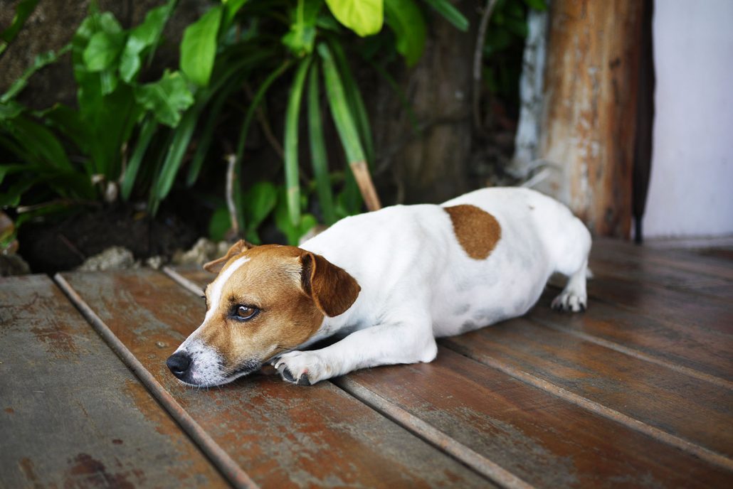 Šta mogu dati svom psu za bolove od artritisa u slobodnoj prodaji? - Mi Dog Guide